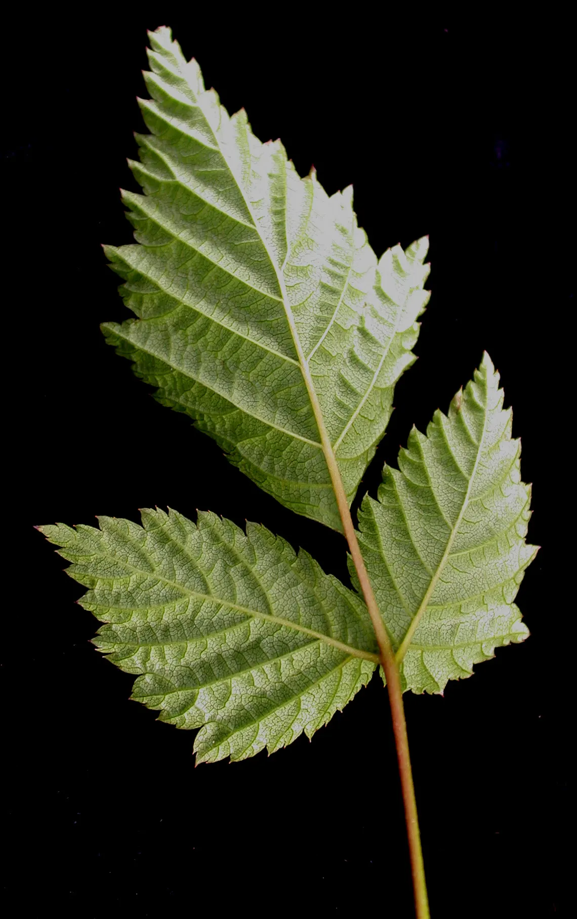 Salmonberry (Rubus Spectabilis) — Salmonberry's lush foliage adds a vibrant green backdrop; flourishing in USDA hardiness zones 5 through 9