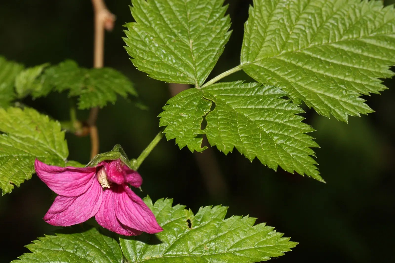 Salmonberry (Rubus Spectabilis) — The plant's arching stems boast a golden hue when young and may exhibit small thorns; known for its pink blossoms, image 90