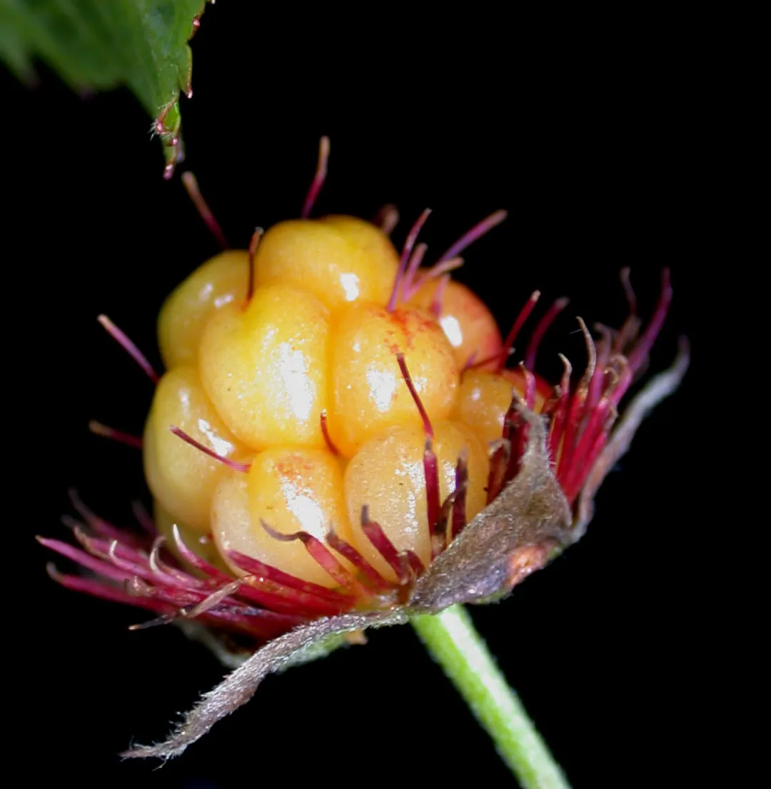 Salmonberry (Rubus Spectabilis) — which morph into edible fruits measuring roughly 0.75 to 1.5 inches in length by early summer; its fruit ripens, image 68