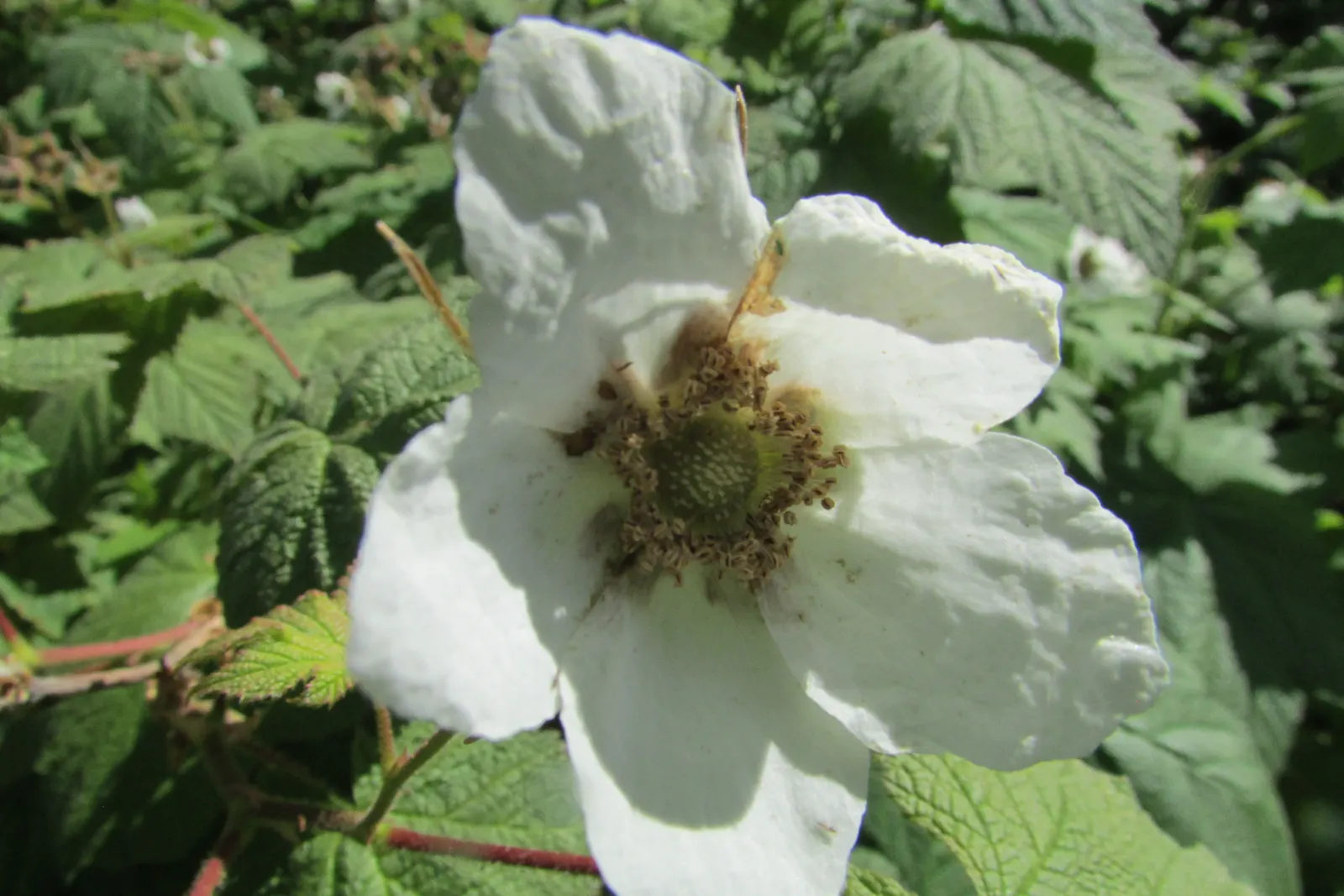 Salmonberry (Rubus Spectabilis) — shrub with lavender and pink blooms