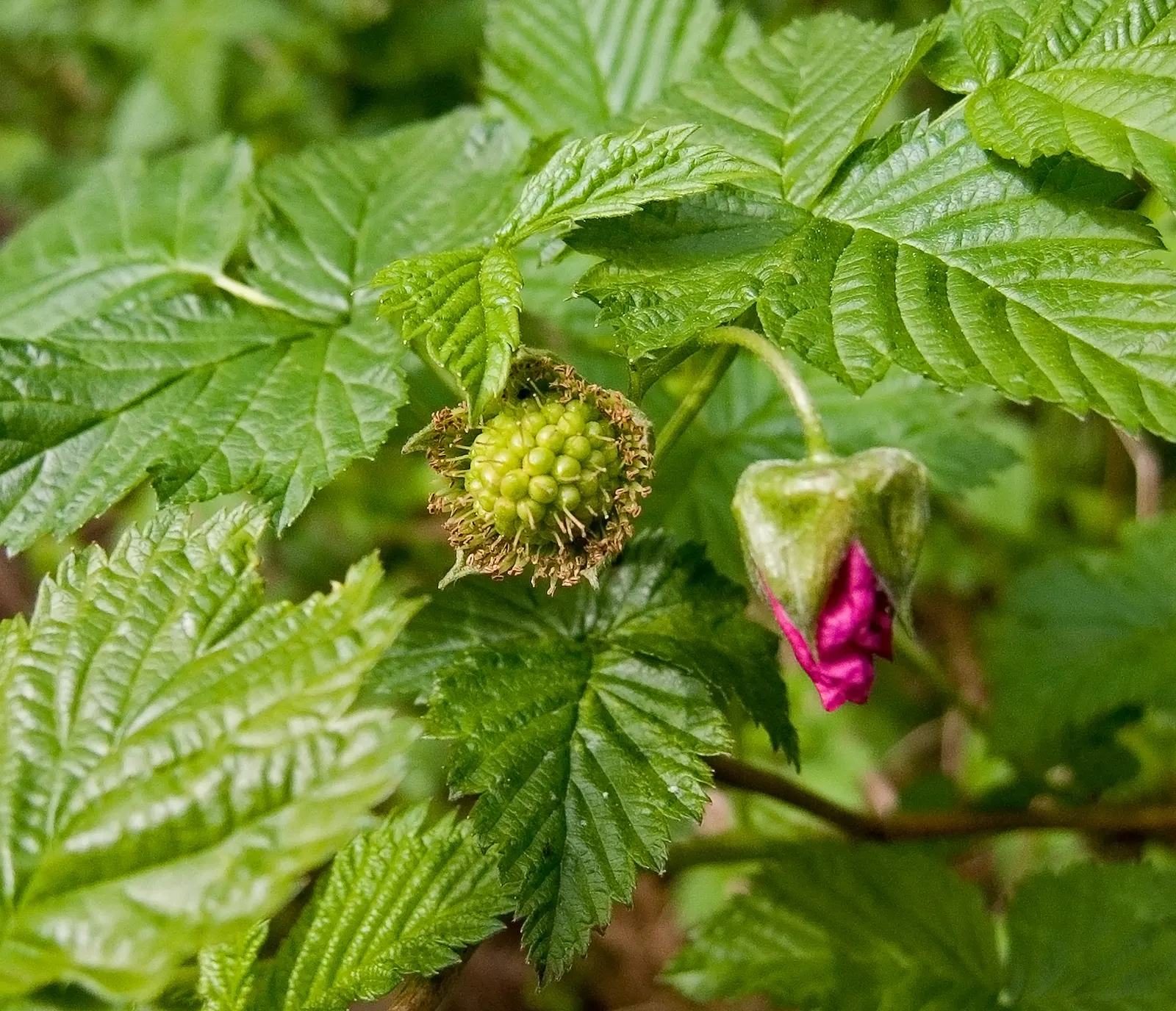 Salmonberry (Rubus Spectabilis) — which morph into edible fruits measuring roughly 0.75 to 1.5 inches in length by early summer