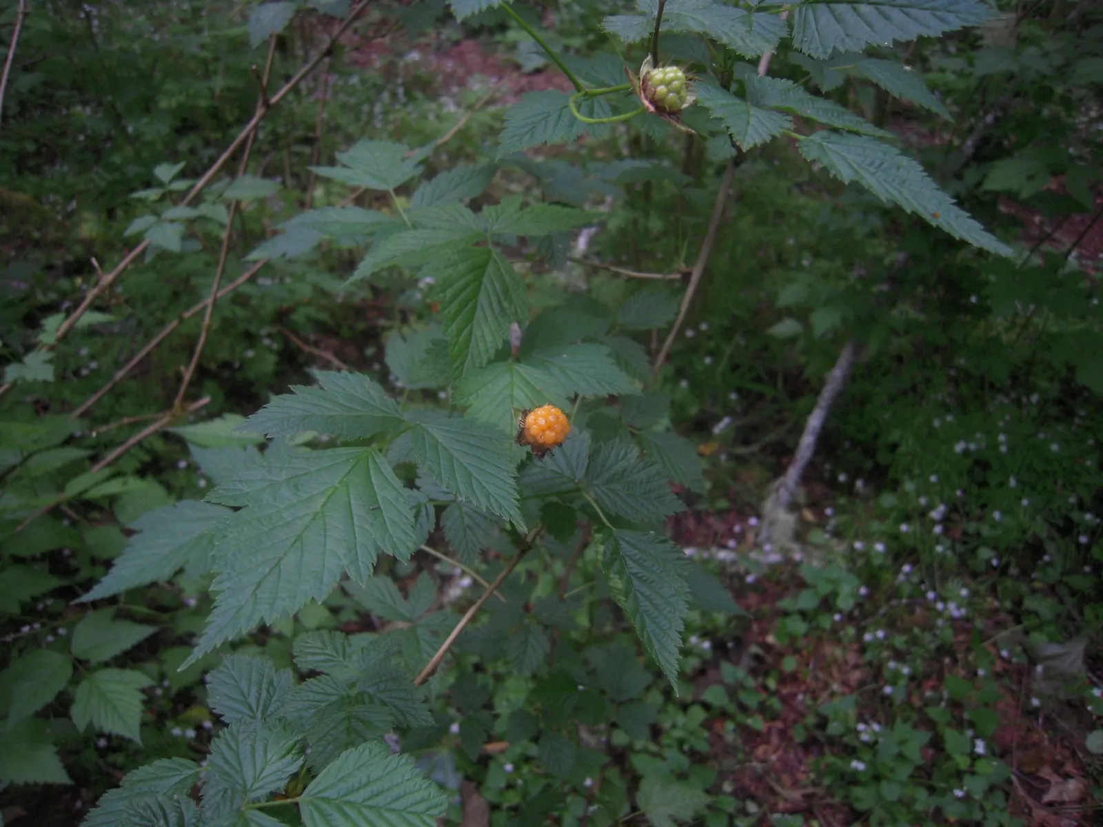 Salmonberry (Rubus Spectabilis) — this deciduous shrub can reach a mature height of 3 to 6 feet and spread to 2 to 4 feet wide; consider its, image 89