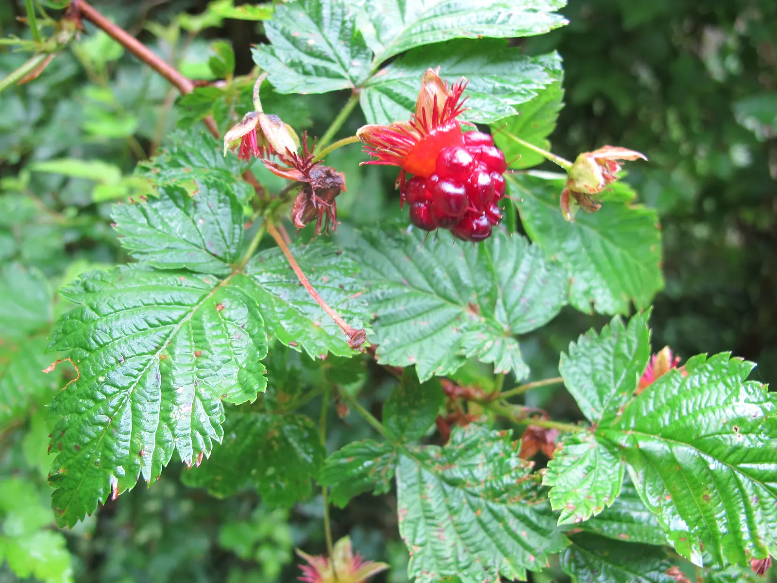 Salmonberry (Rubus Spectabilis) — These fruits are a delicacy to both humans and wildlife; salmonberries possess an ecological value