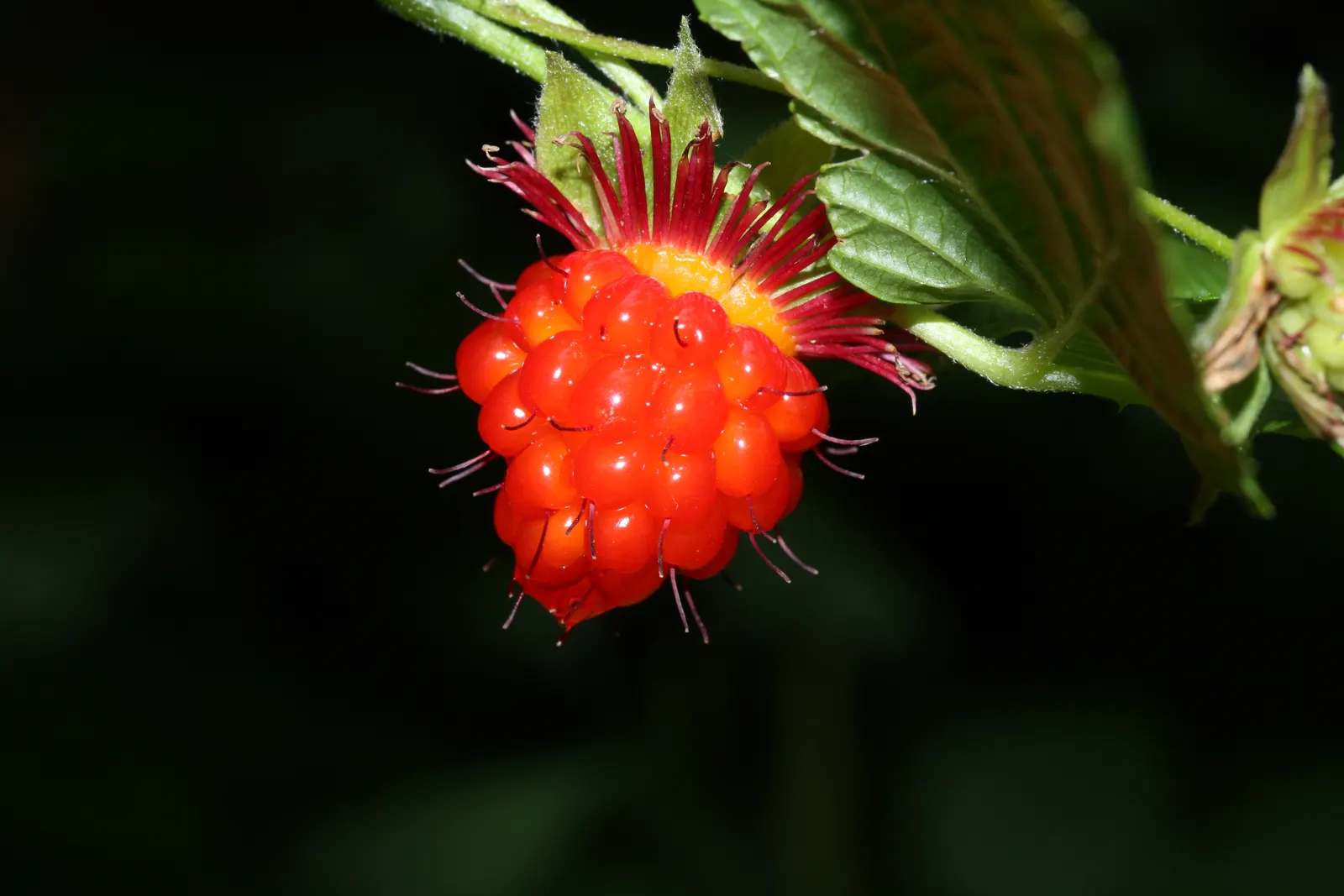 Salmonberry (Rubus Spectabilis) — this deciduous shrub can reach a mature height of 3 to 6 feet and spread to 2 to 4 feet wide