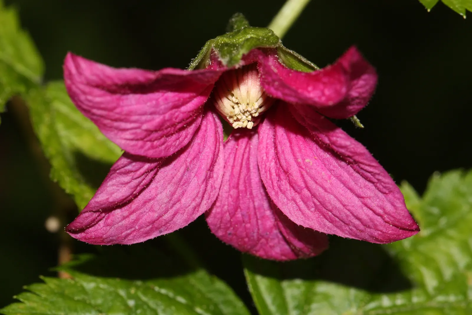Salmonberry (Rubus Spectabilis) — well-drained soil and thrive in full to partial shade; lavender and pink flowers in the garden, image 67