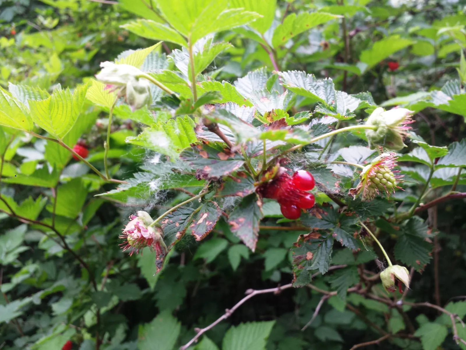 Salmonberry (Rubus Spectabilis) — hardiness zones 5 to 9, reaching 3-6 ft tall; this deciduous shrub can reach a mature height of 3 to 6 feet and, image 80