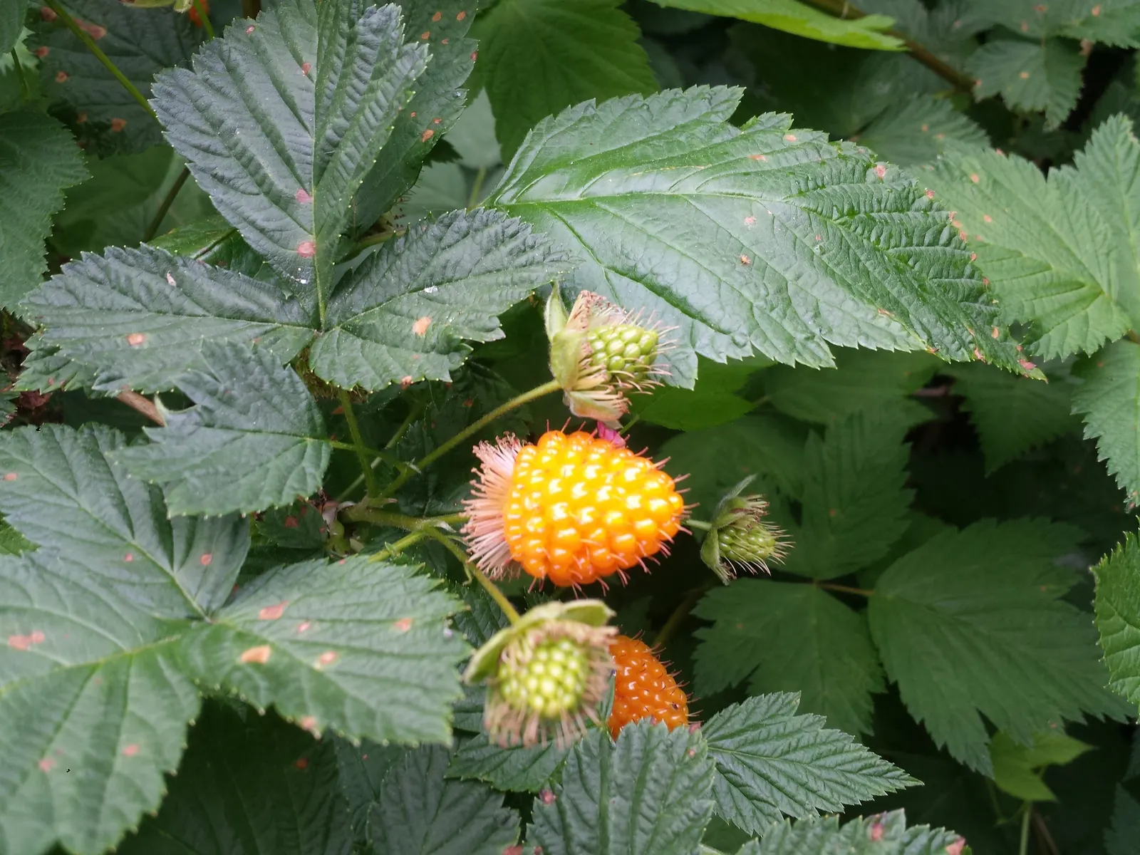 Salmonberry (Rubus Spectabilis) — Flourishing in USDA hardiness zones 5 through 9; native to the Pacific Northwest, image 65