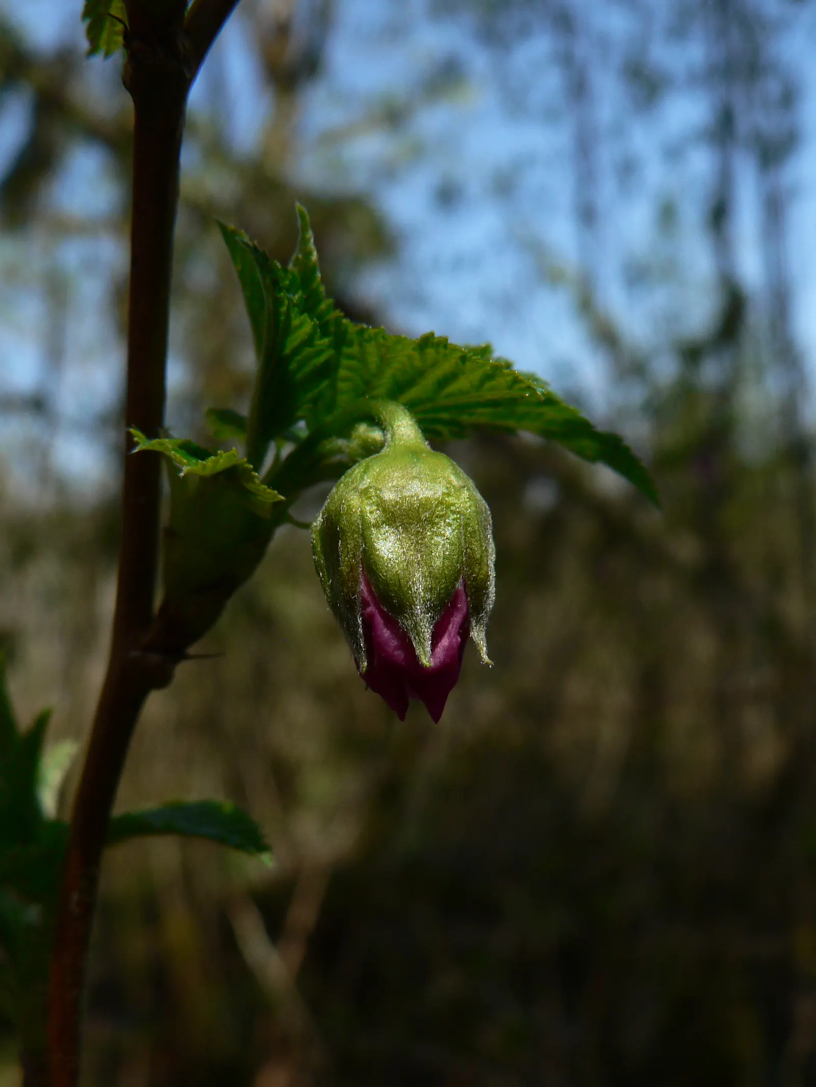 Salmonberry (Rubus Spectabilis) — Salmonberry (Rubus spectabilis) is a deciduous shrub thriving in U.S