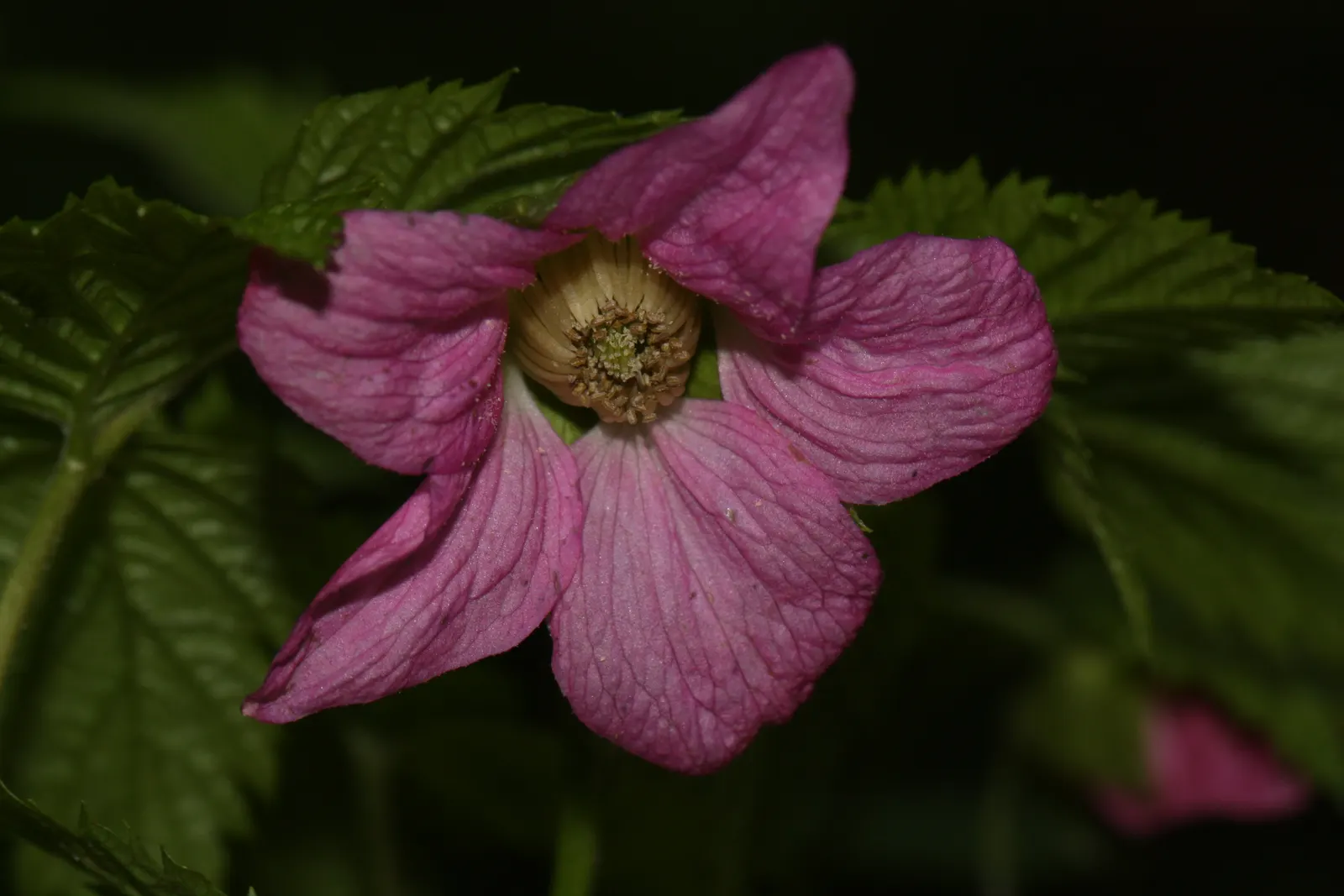 Salmonberry (Rubus Spectabilis) — Flourishing in USDA hardiness zones 5 through 9; native to the Pacific Northwest