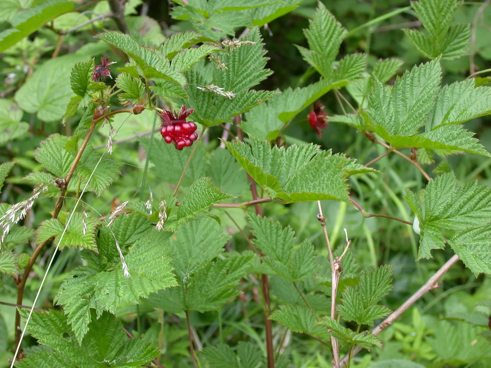 Salmonberry (Rubus Spectabilis) — The plant's arching stems boast a golden hue when young and may exhibit small thorns; known for its pink blossoms and edible