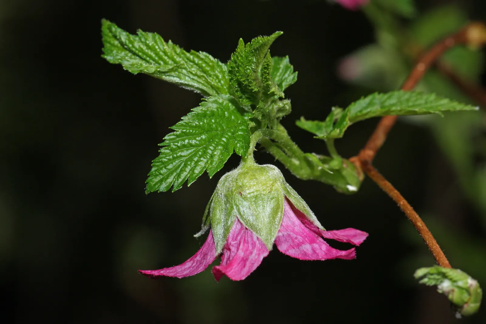 Salmonberry (Rubus Spectabilis) — shrub for full or half or shade; regular pruning may be required to maintain desired boundaries and shape within, image 78
