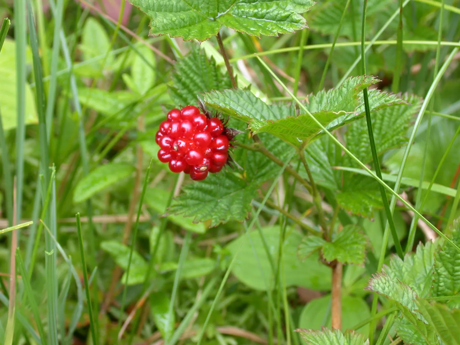 Salmonberry (Rubus Spectabilis) — Salmonberry's lush foliage adds a vibrant green backdrop