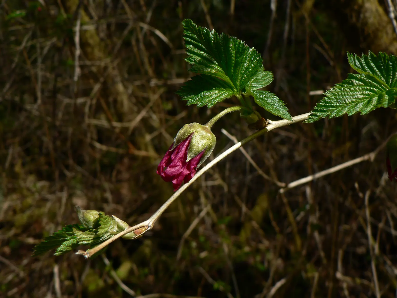 Salmonberry (Rubus Spectabilis) — this deciduous shrub can reach a mature height of 3 to 6 feet and spread to 2 to 4 feet wide; consider its natural growth