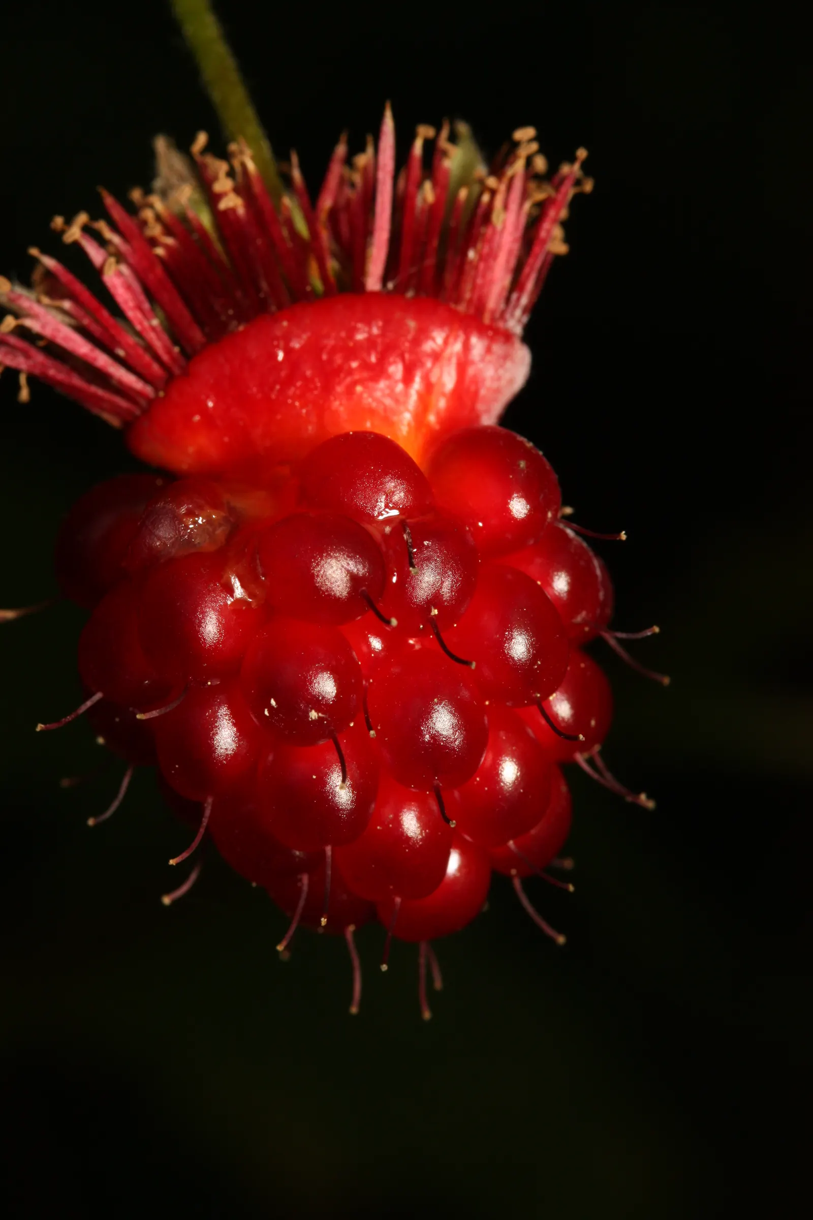 Salmonberry (Rubus Spectabilis) — Native to the Pacific Northwest; well-drained soil and thrive in full to partial shade, image 88