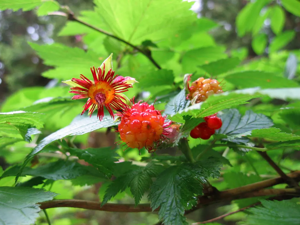 Salmonberry (Rubus Spectabilis) — Its fruit ripens midsummer, offering a treat for wildlife and humans