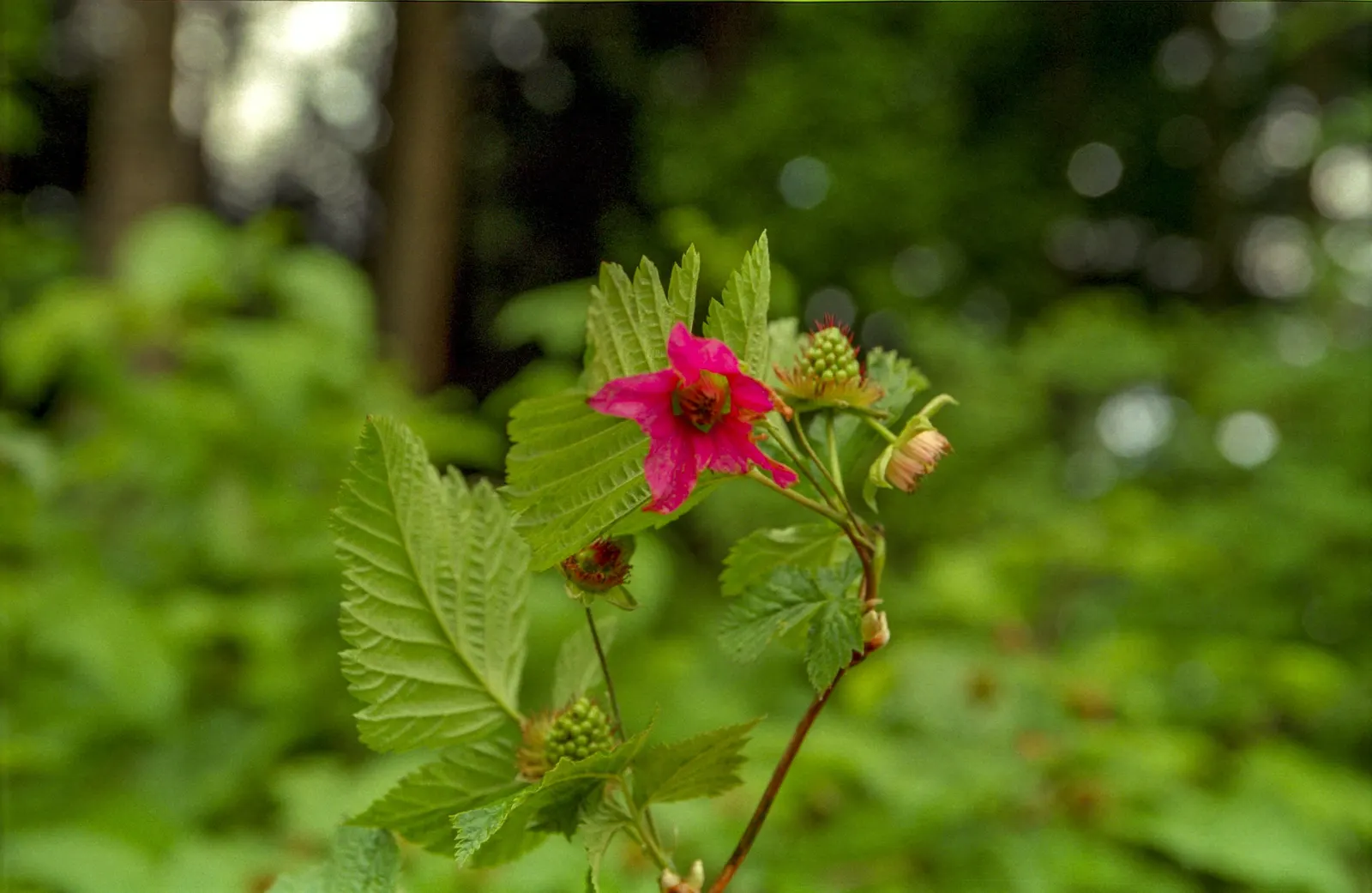 Salmonberry (Rubus Spectabilis) — making it an attractive choice for naturalistic landscape designs; serving as a nectar source for pollinators and, image 85