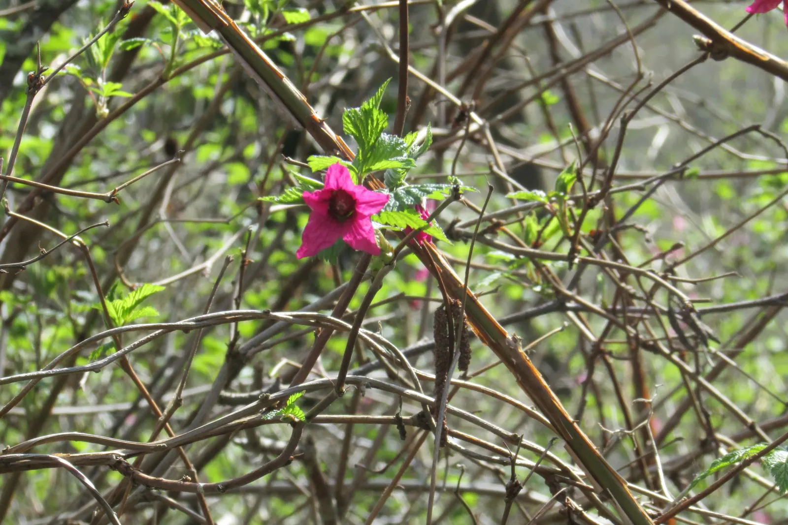 Salmonberry (Rubus Spectabilis) — shrub for full or half or shade