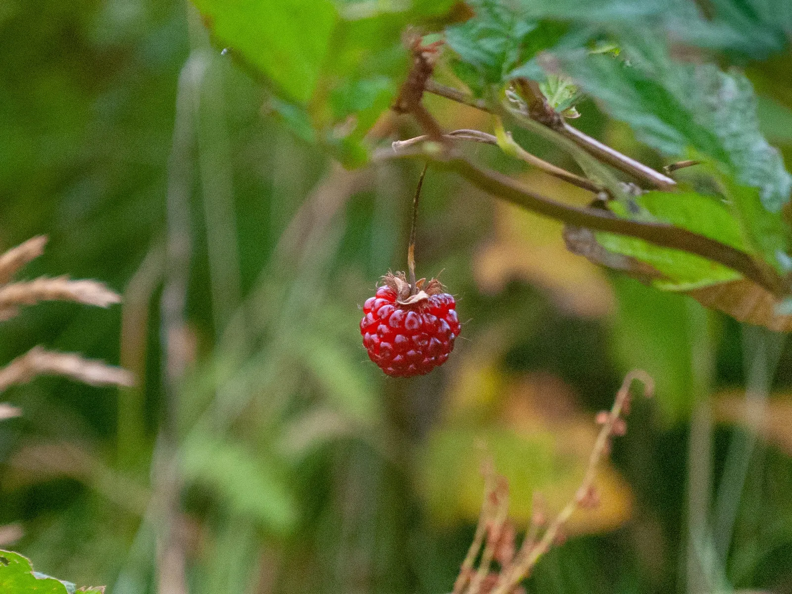Salmonberry (Rubus Spectabilis) — making it an attractive choice for naturalistic landscape designs; serving as a nectar source for pollinators and, image 59