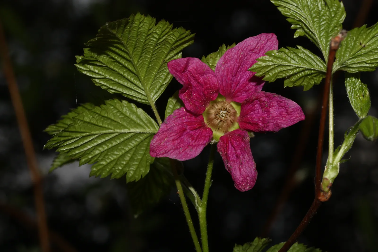 Salmonberry (Rubus Spectabilis) — shrub for full or half or shade; regular pruning may be required to maintain desired boundaries and shape within the landscape