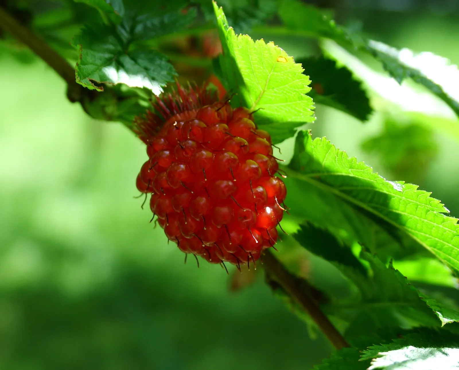 Salmonberry (Rubus Spectabilis) — embodies a delightful addition to any naturalistic or woodland garden design; with the botanical moniker Rubus, image 61