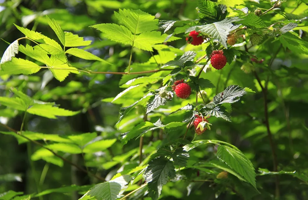 Salmonberry (Rubus Spectabilis) — Salmonberries demand moist