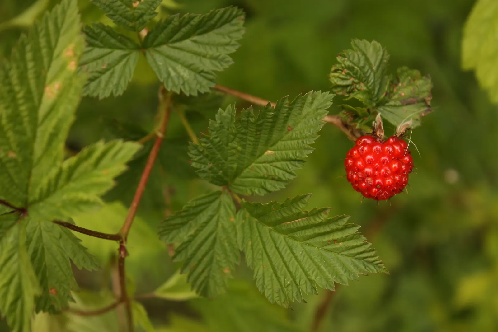 Salmonberry (Rubus Spectabilis) — Regular pruning may be required to maintain desired boundaries and shape within the landscape