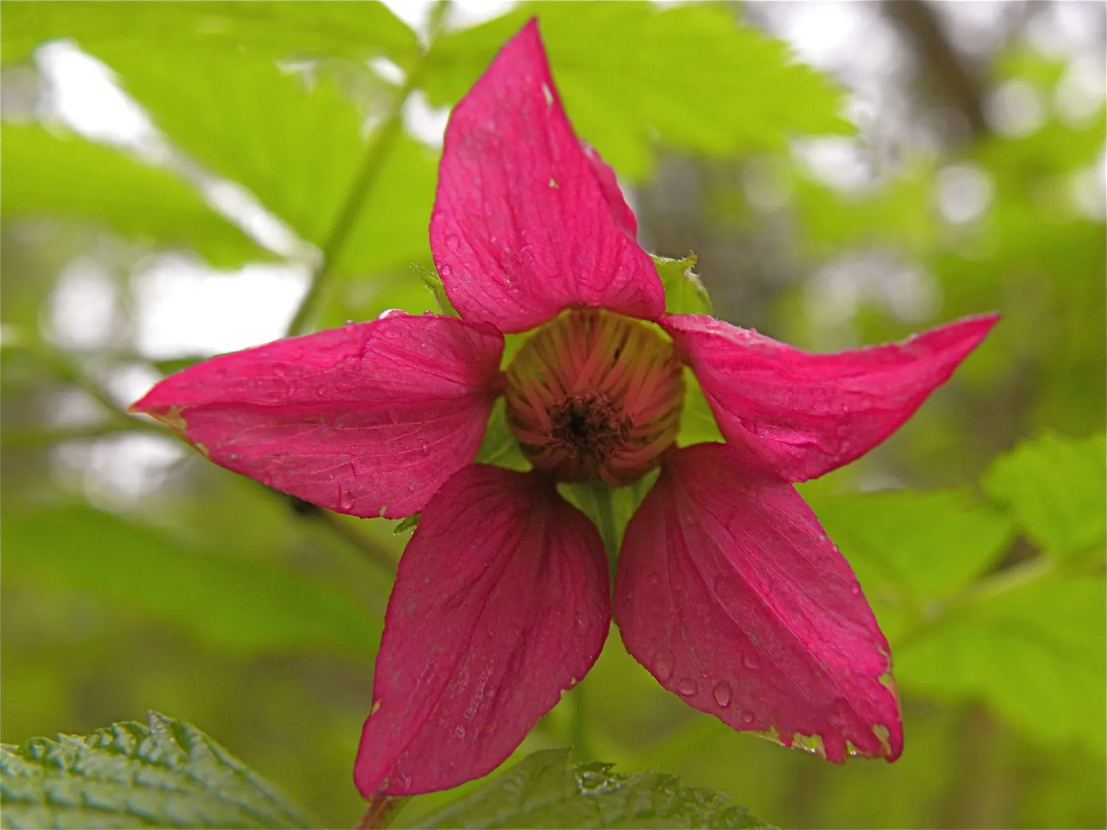 Salmonberry (Rubus Spectabilis) — which morph into edible fruits measuring roughly 0.75 to 1.5 inches in length by early summer; its fruit ripens, image 94