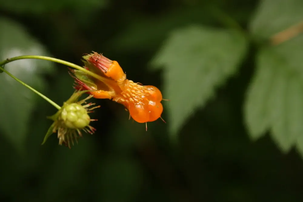 Salmonberry (Rubus Spectabilis) — hardiness zones 5 to 9, reaching 3-6 ft tall; this deciduous shrub can reach a mature height of 3 to 6 feet and, image 54