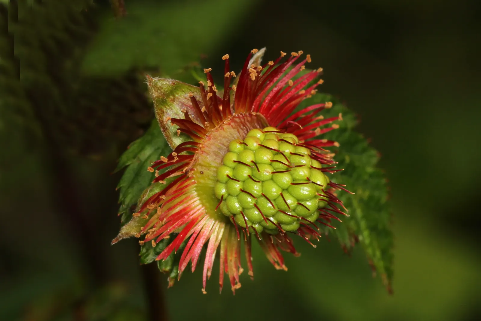 Salmonberry (Rubus Spectabilis) — which morph into edible fruits measuring roughly 0.75 to 1.5 inches in length by early summer; its fruit ripens midsummer