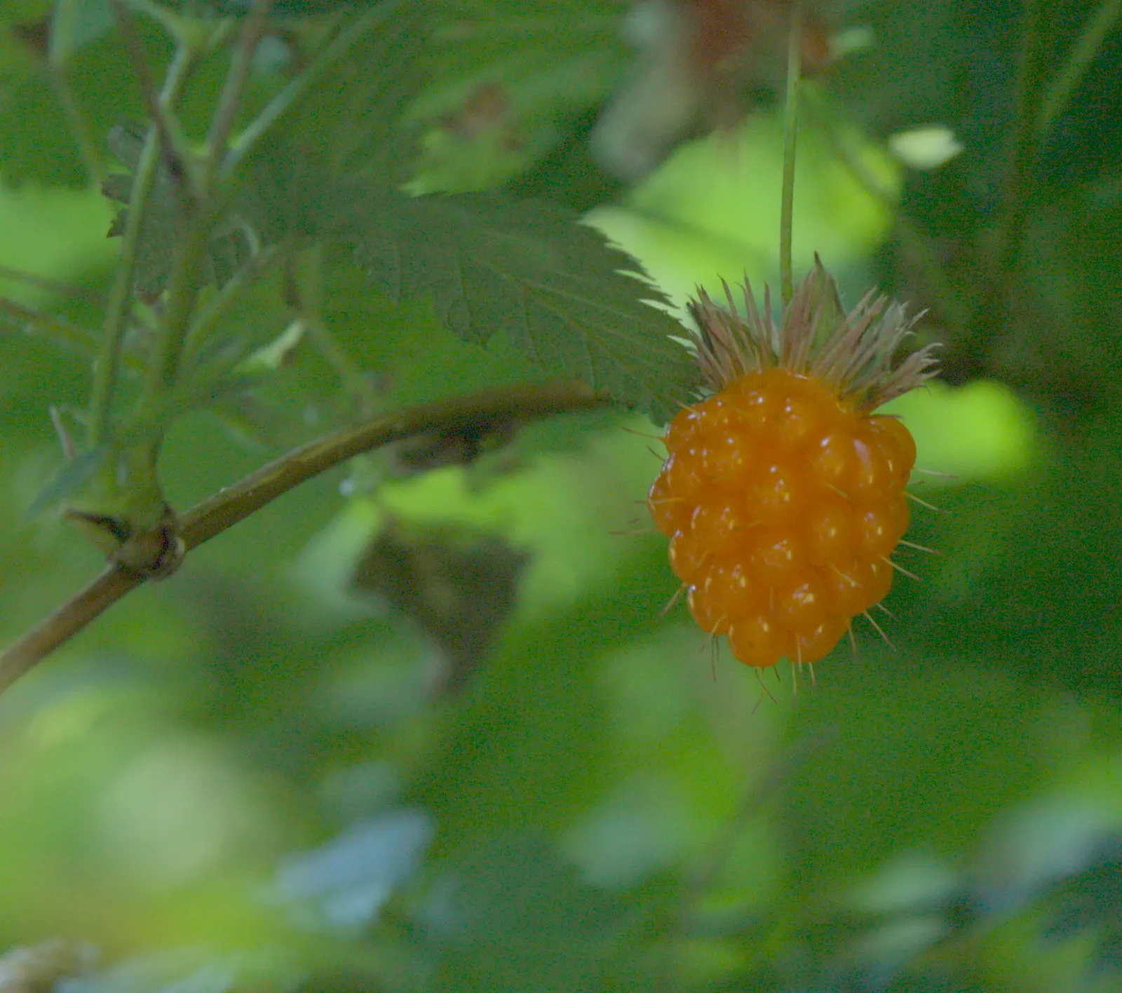 Salmonberry (Rubus Spectabilis) — well-drained soil in partial to full shade; shrub with lavender and pink blooms, image 82
