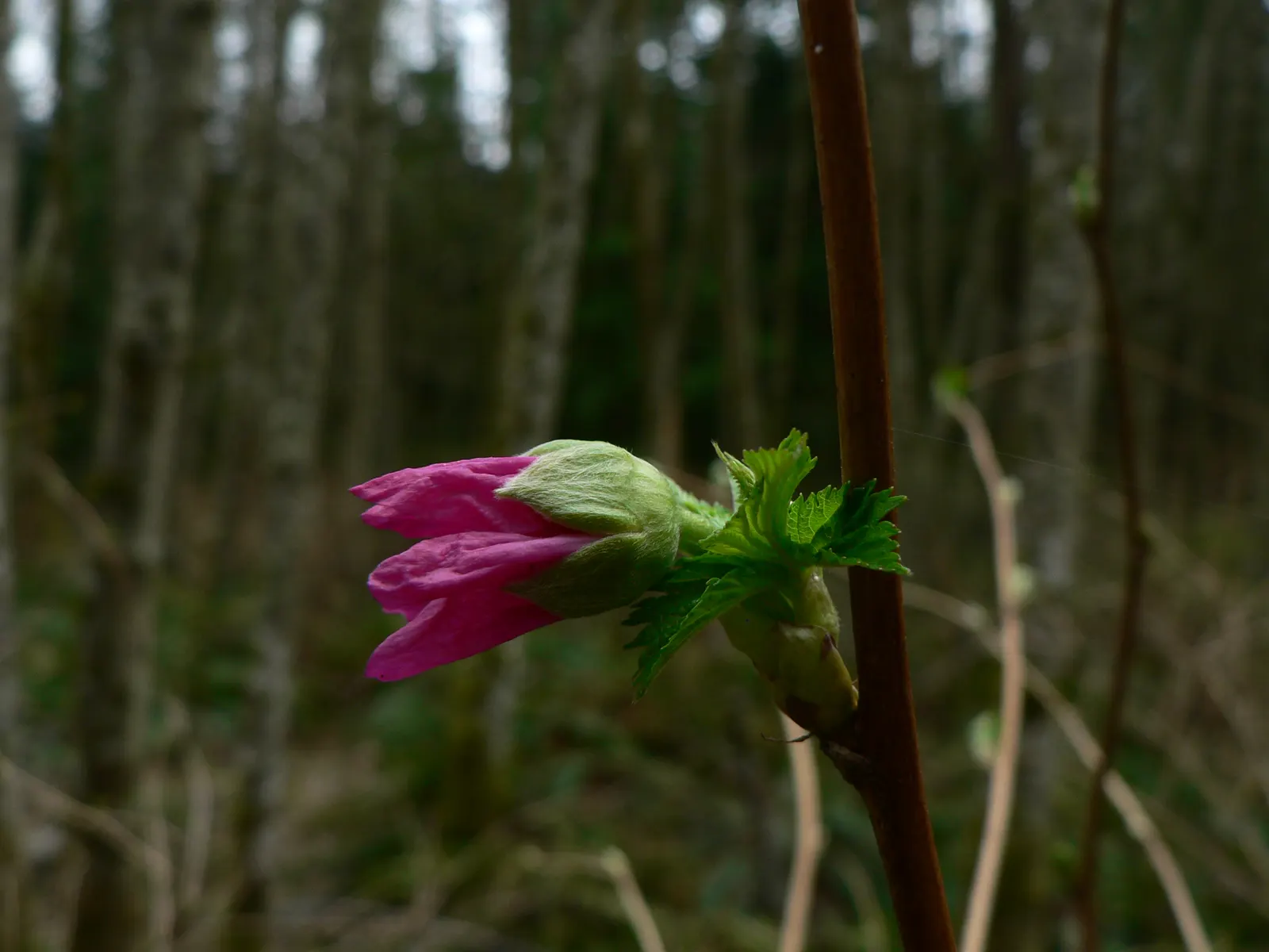 Salmonberry (Rubus Spectabilis) — Salmonberry (Rubus spectabilis) is a deciduous shrub thriving in U.S; well-drained soil in partial to full shade, image 53