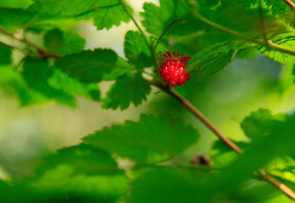 Salmonberry (Rubus Spectabilis) — These fruits are a delicacy to both humans and wildlife