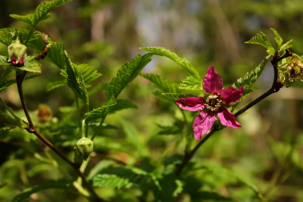 Salmonberry (Rubus Spectabilis) — with the botanical moniker Rubus spectabilis