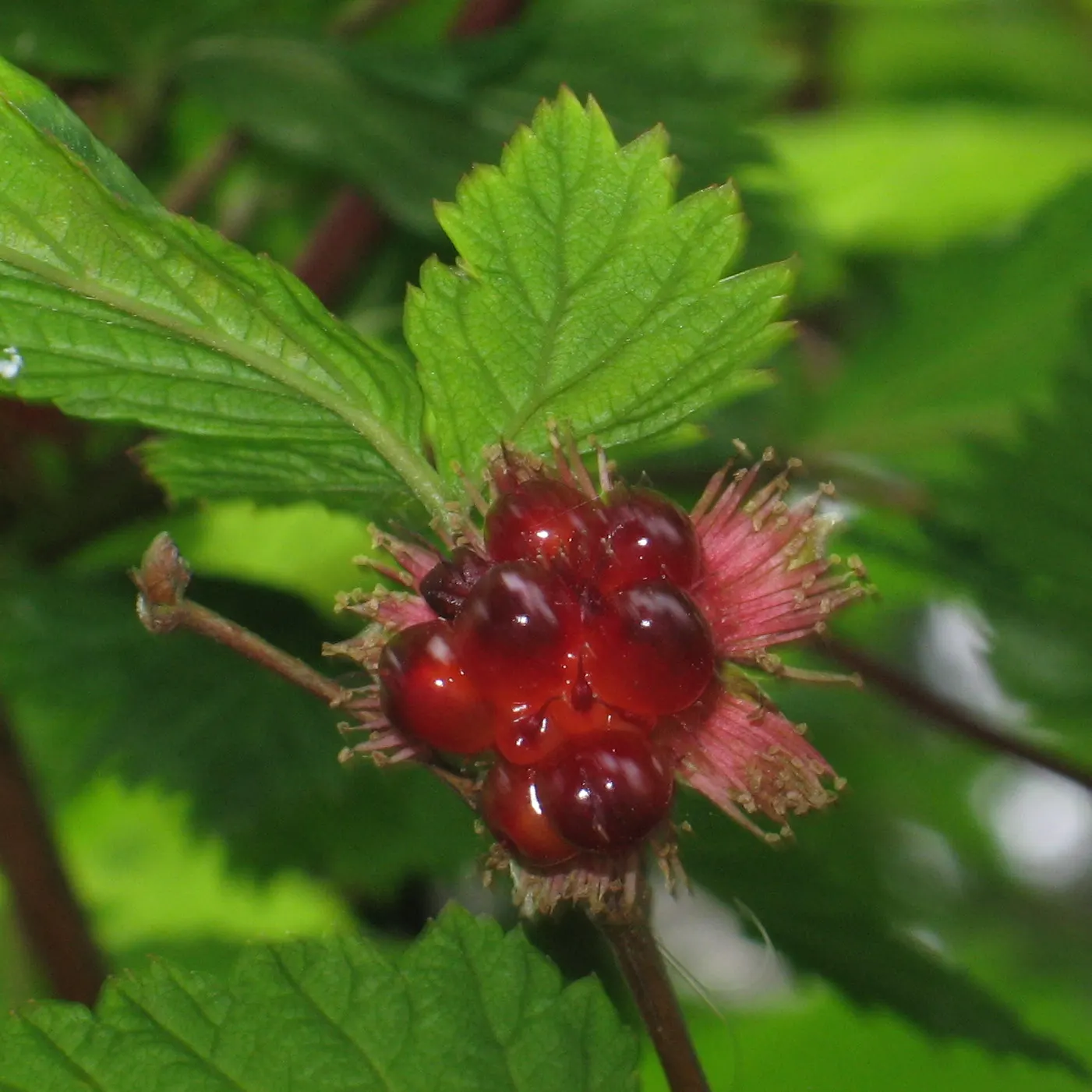 Salmonberry (Rubus Spectabilis) — Salmonberries demand moist; the berries, resemblant in shape to raspberries, transition from yellow to an, image 66
