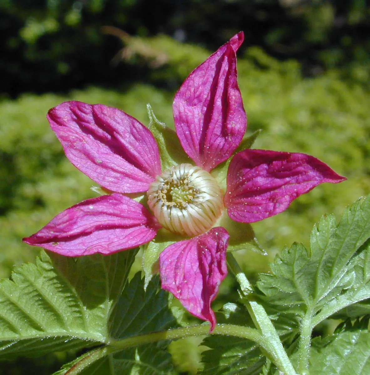 Salmonberry (Rubus Spectabilis) — with the botanical moniker Rubus spectabilis; salmonberry (Rubus spectabilis) is a deciduous shrub thriving in U.S