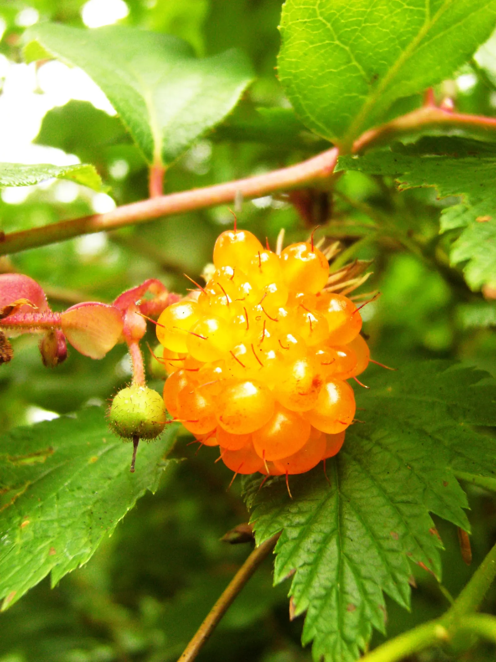 Salmonberry (Rubus Spectabilis) — well-drained soil in partial to full shade