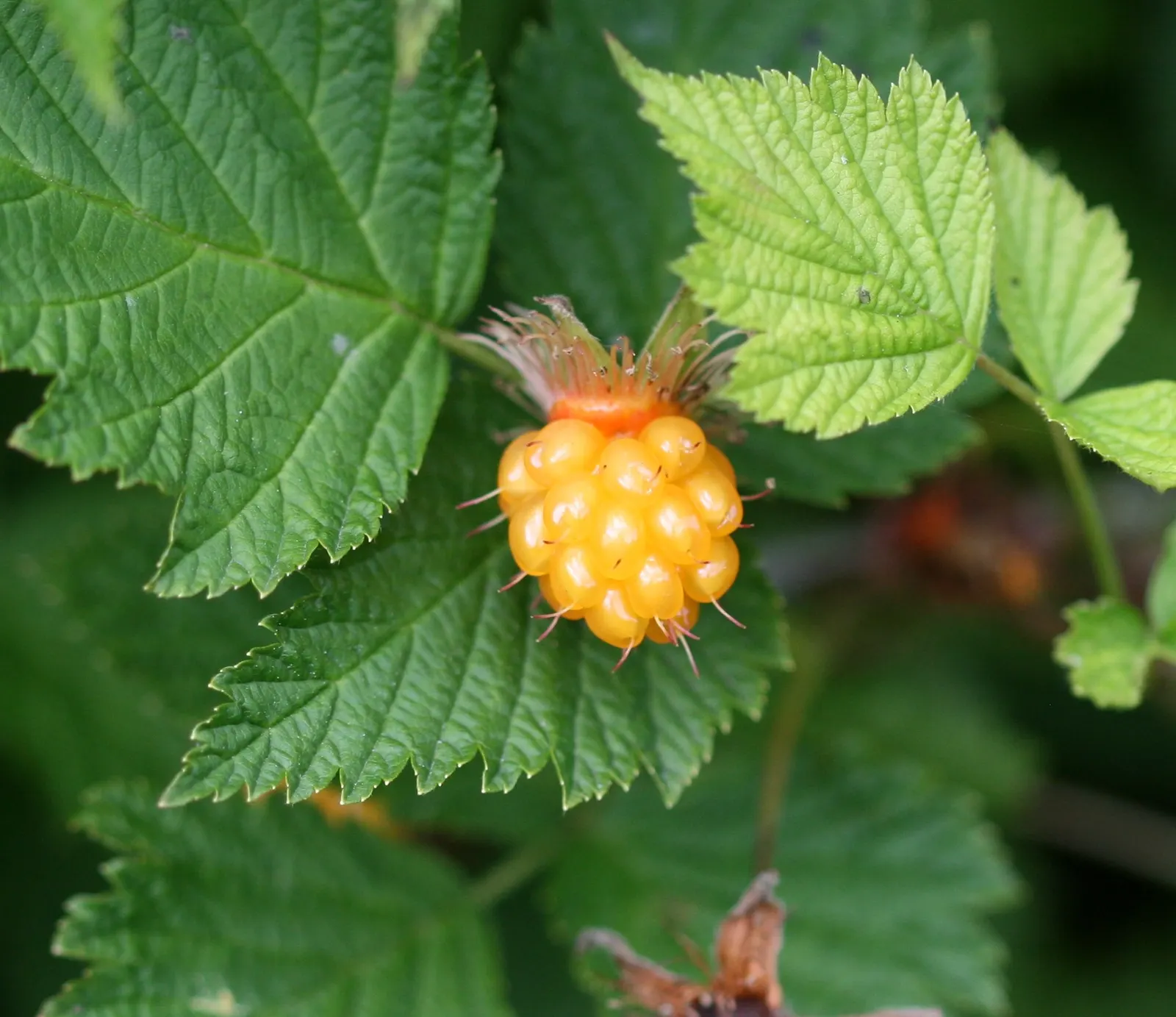 Salmonberry (Rubus Spectabilis) — serving as a nectar source for pollinators and sustenance for birds; making it an attractive choice for, image 72