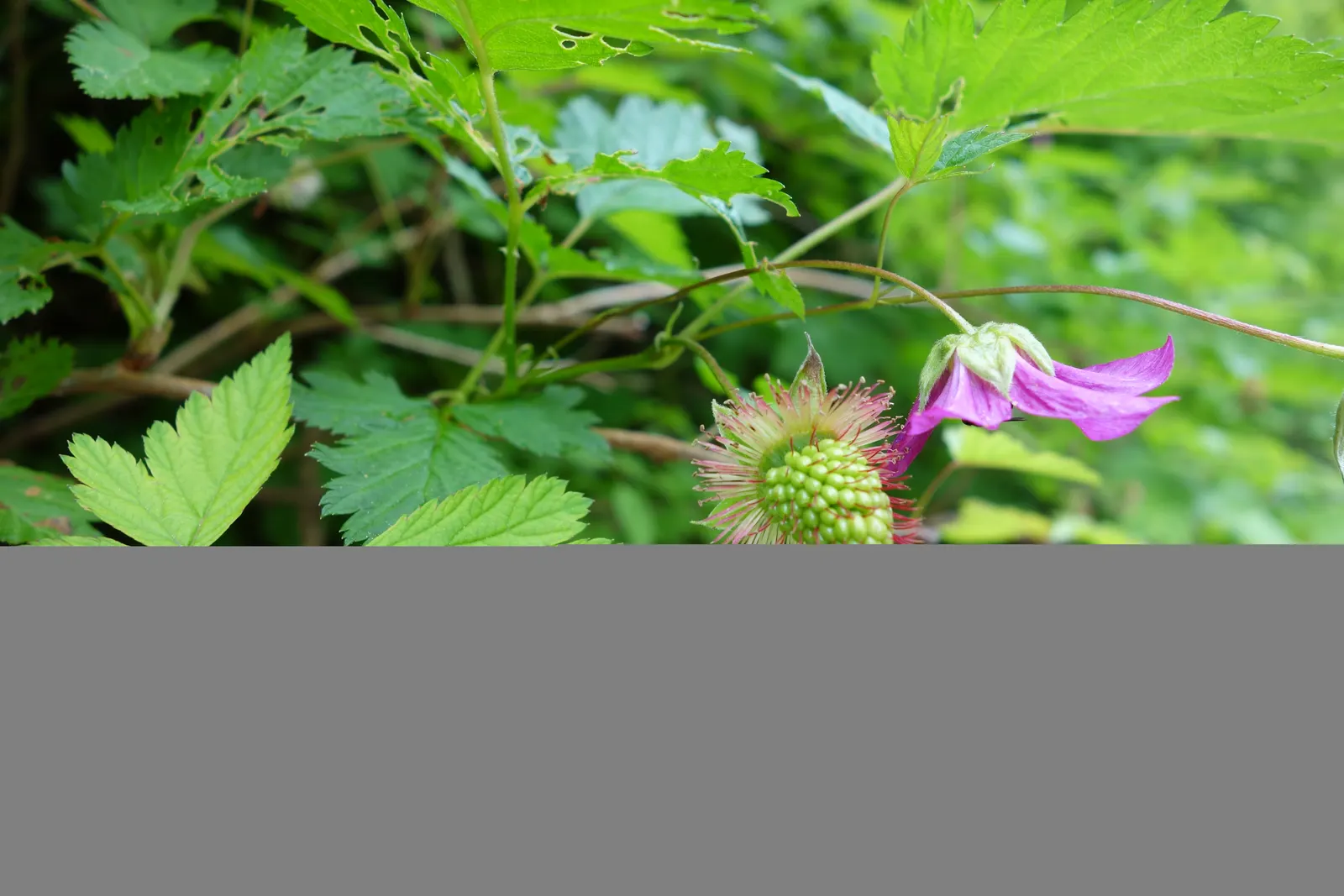 Salmonberry (Rubus Spectabilis) — Flourishing in USDA hardiness zones 5 through 9; native to the Pacific Northwest, image 91