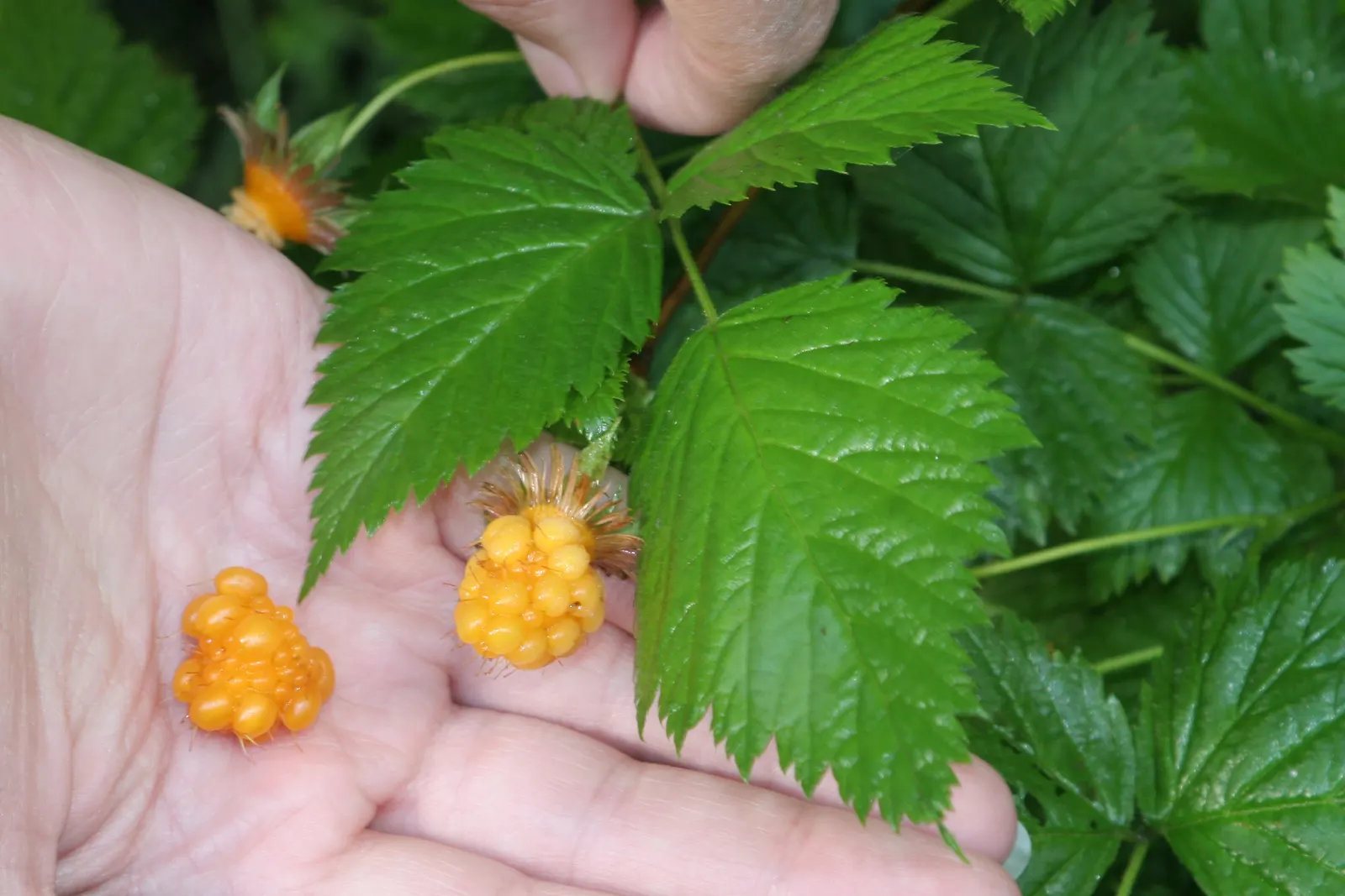 Salmonberry (Rubus Spectabilis) — consider its natural growth habit and potential to spread; when incorporating Rubus spectabilis into a garden, image 74