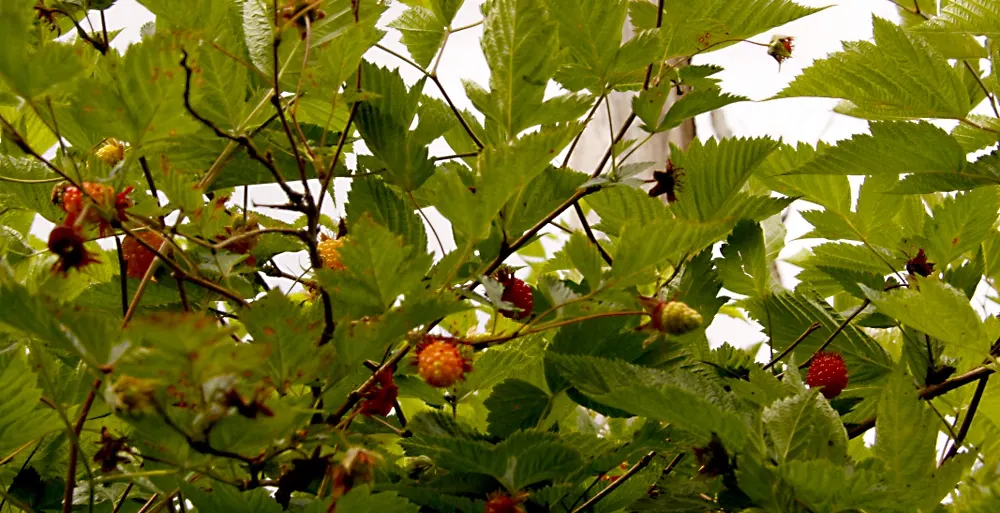 Salmonberry (Rubus Spectabilis) — hardiness zones 5 to 9, reaching 3-6 ft tall; this deciduous shrub can reach a mature height of 3 to 6 feet and spread to 2