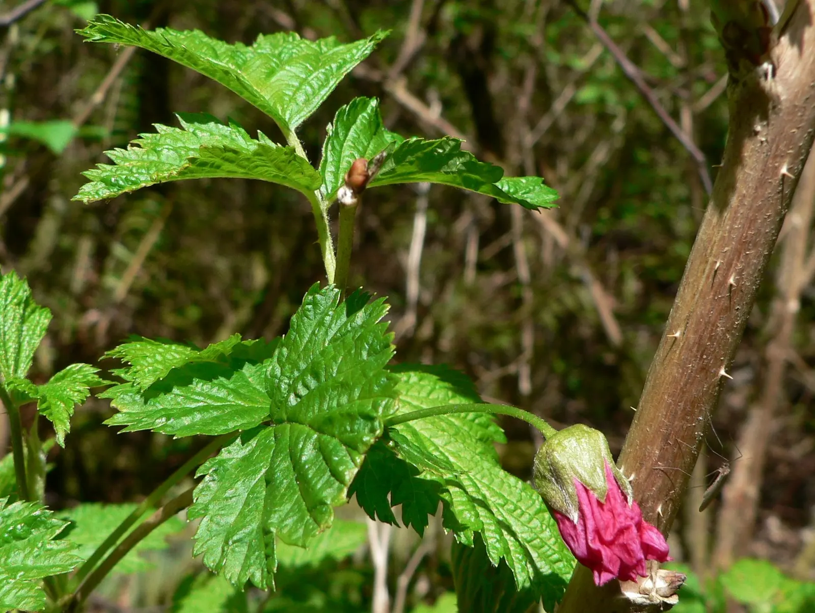 Salmonberry (Rubus Spectabilis) — Its fruit ripens midsummer, offering a treat for wildlife and humans; salmonberry's lush foliage adds a vibrant, image 57