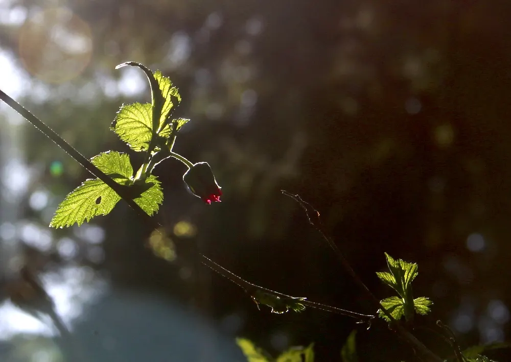 Salmonberry (Rubus Spectabilis) — embodies a delightful addition to any naturalistic or woodland garden design