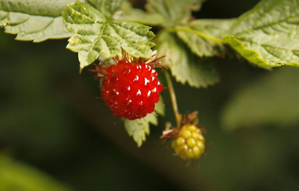 Salmonberry (Rubus Spectabilis) — shrub with lavender and pink blooms; which morph into edible fruits measuring roughly 0.75 to 1.5 inches in, image 77