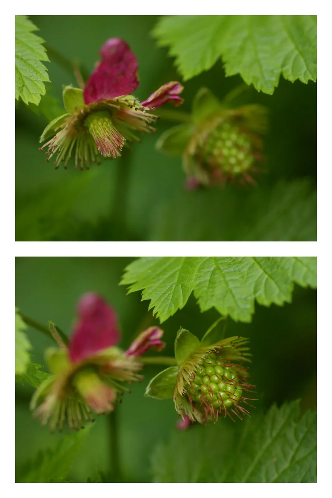Salmonberry (Rubus Spectabilis) — Known for its pink blossoms and edible fruit resembling raspberries; these fruits are a delicacy to both humans, image 81