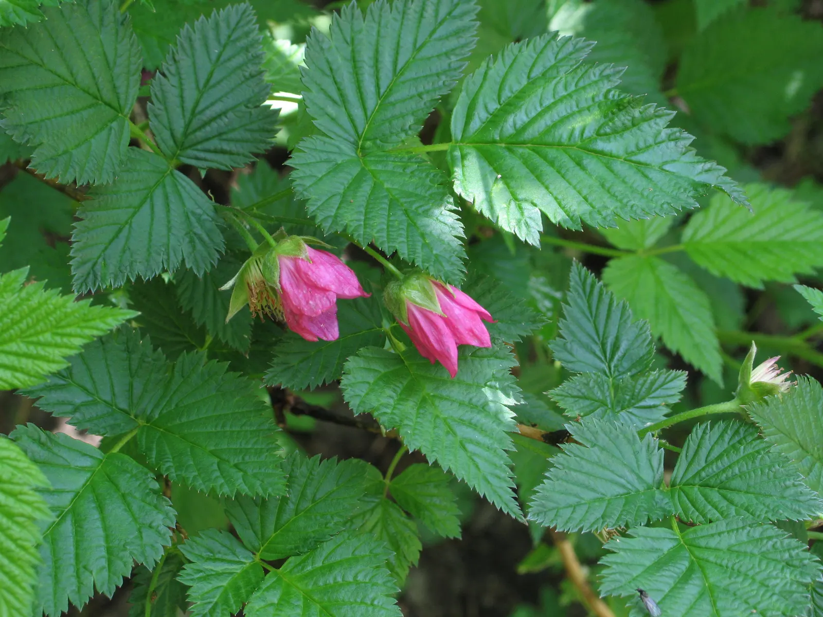 Salmonberry (Rubus Spectabilis) — Known for its pink blossoms and edible fruit resembling raspberries; these fruits are a delicacy to both humans, image 55