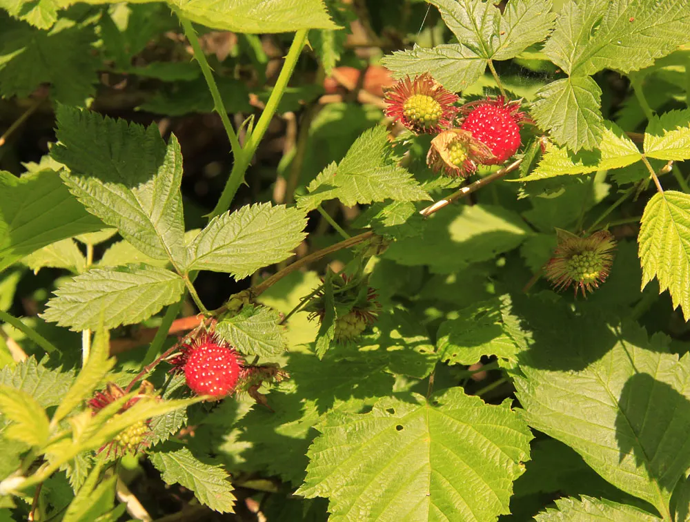Salmonberry (Rubus Spectabilis) — When incorporating Rubus spectabilis into a garden design; salmonberries demand moist
