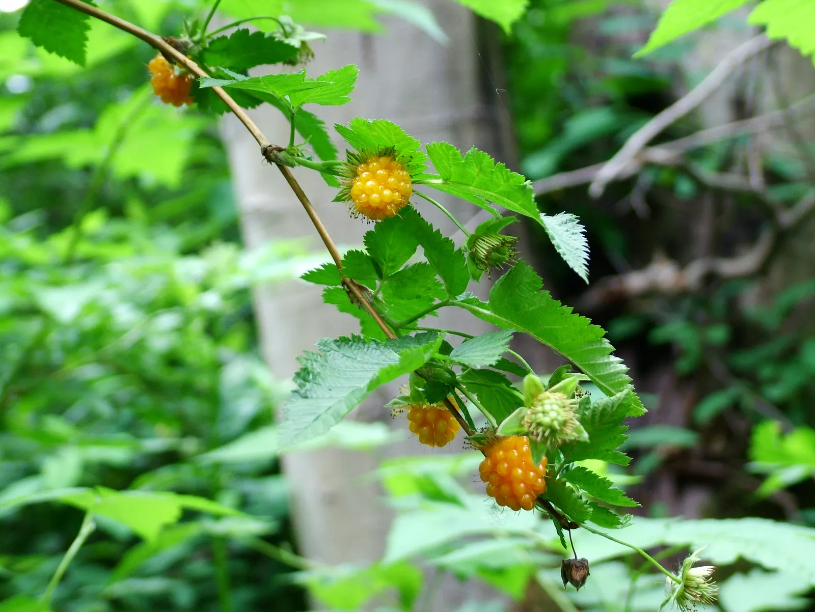 Salmonberry (Rubus Spectabilis) — The berries, resemblant in shape to raspberries, transition from yellow to an enticing amber-red when ripe; the, image 69