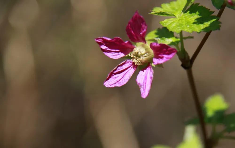 Salmonberry (Rubus Spectabilis) — well-drained soil and thrive in full to partial shade; lavender and pink flowers in the garden, image 93