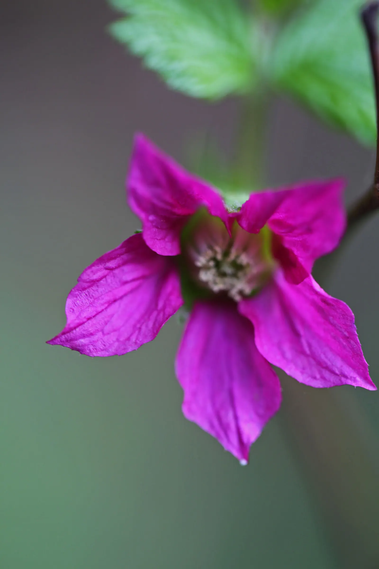 Salmonberry (Rubus Spectabilis) — Regular pruning may be required to maintain desired boundaries and shape within the landscape; hardiness zones 5 to 9