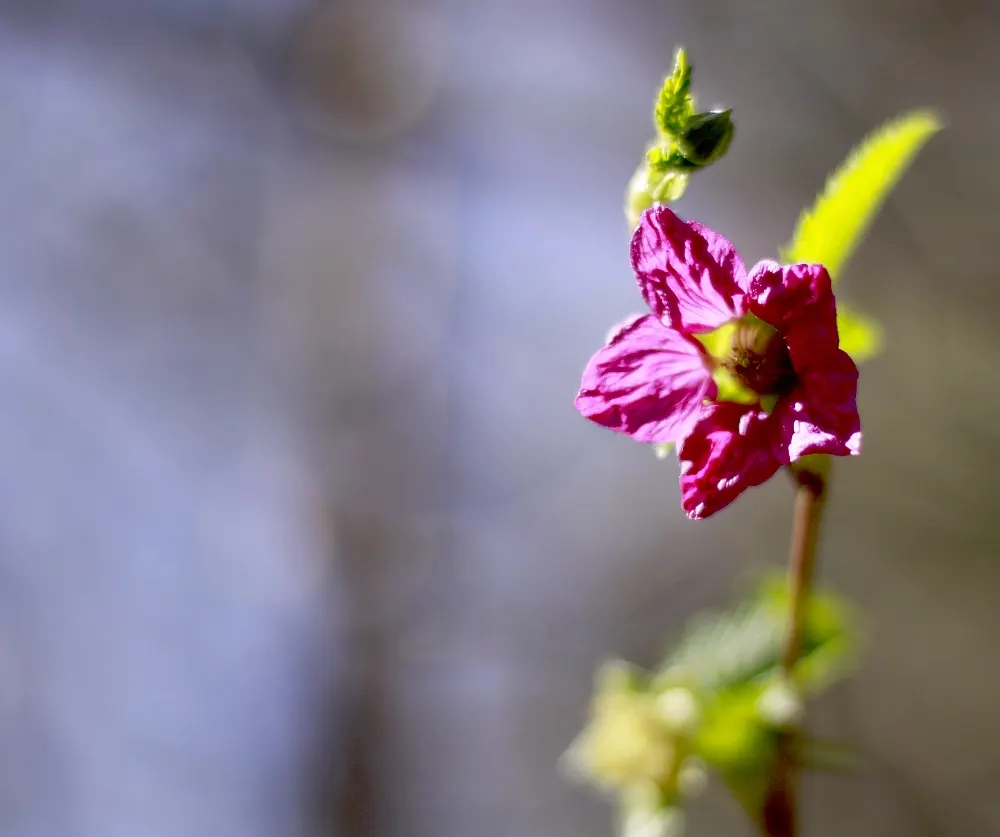 Salmonberry (Rubus Spectabilis) — Native to the Pacific Northwest; well-drained soil and thrive in full to partial shade